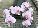 Phal. schilleriana Fragrance